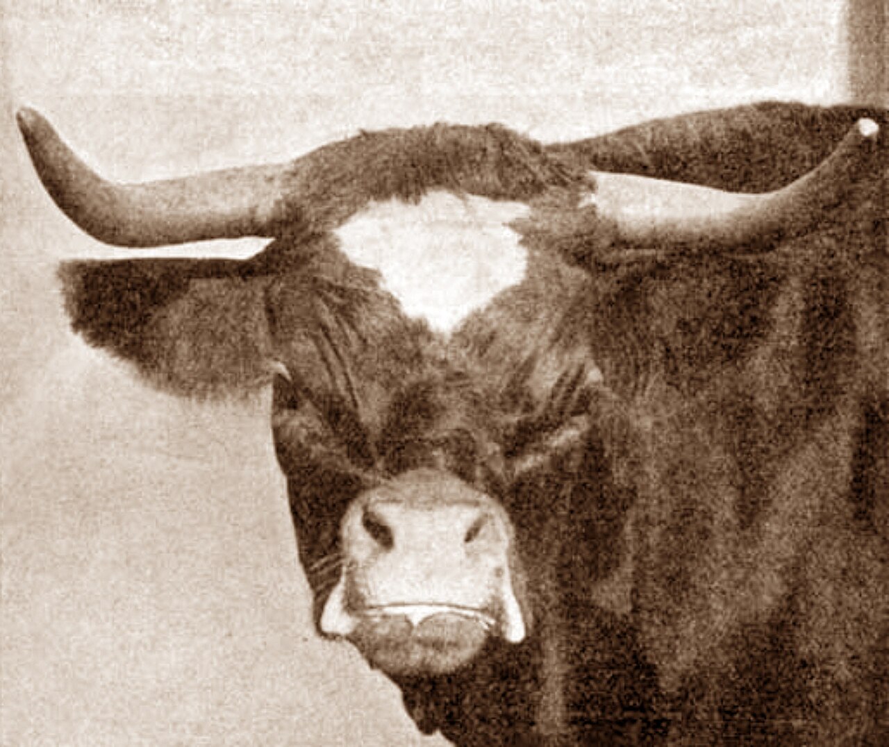 Niata cattle