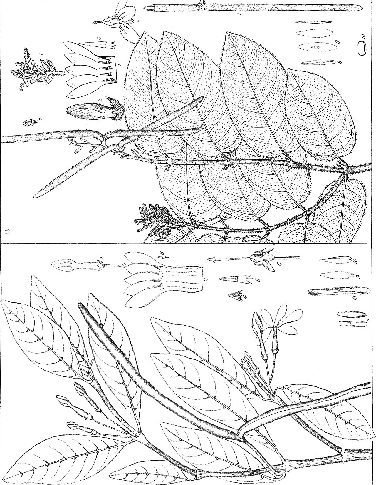 Forsteronia velloziana