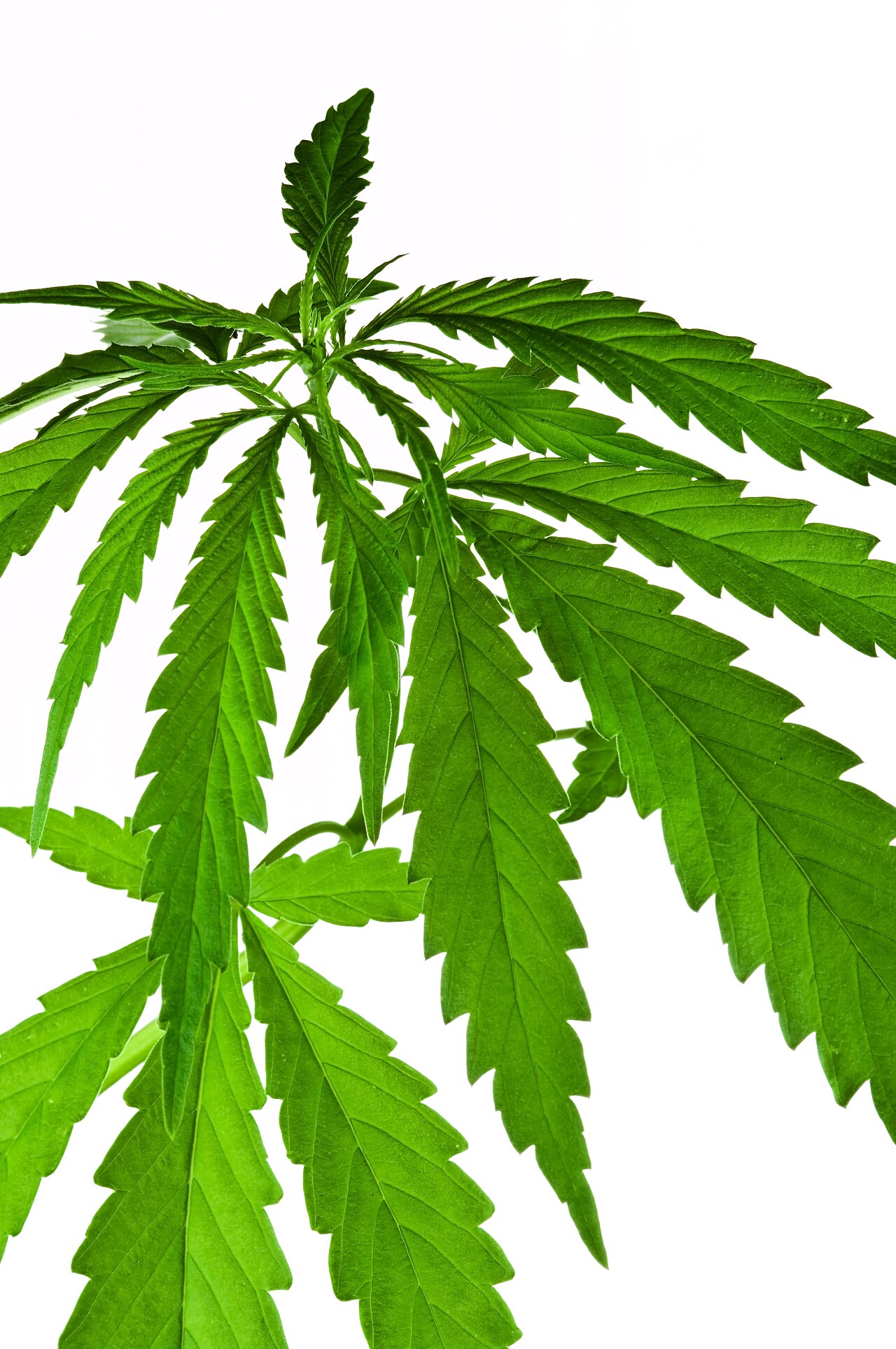 Cannabis