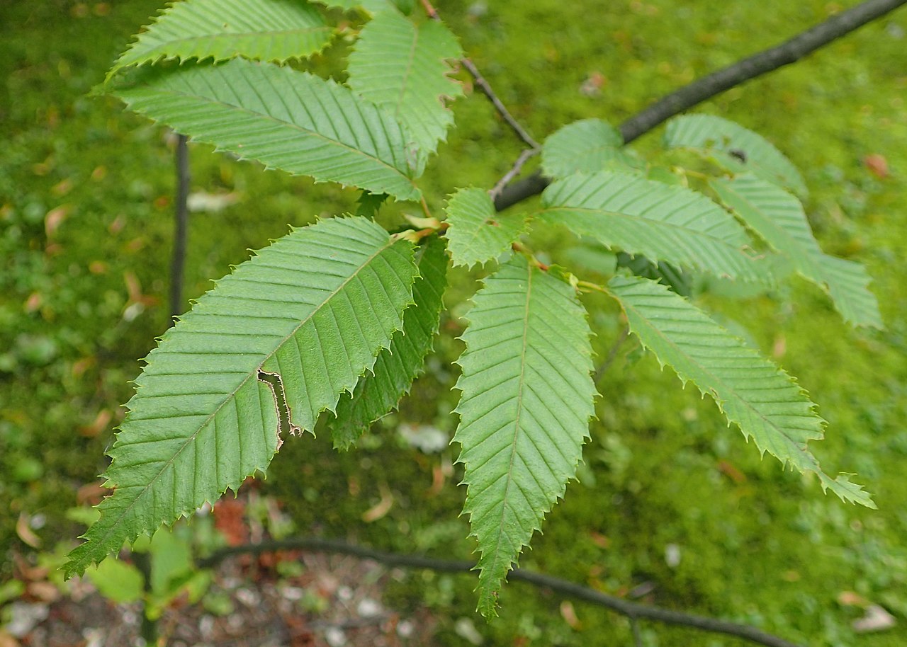 Carpinus turczaninowii