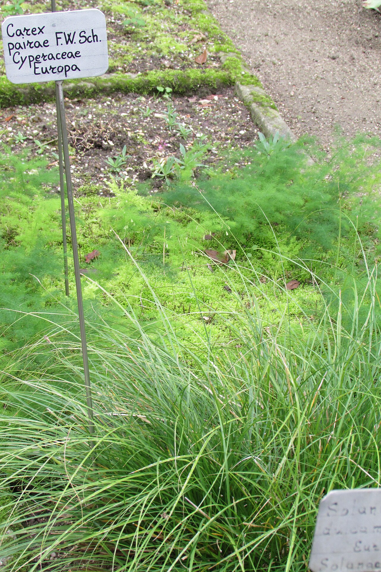 Carex muricata