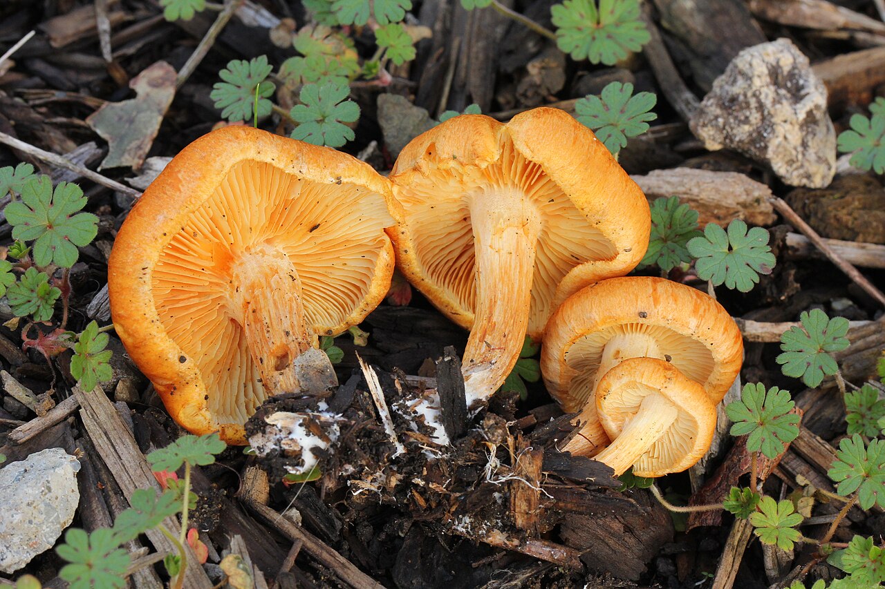 Gymnopilus aurantiophyllus