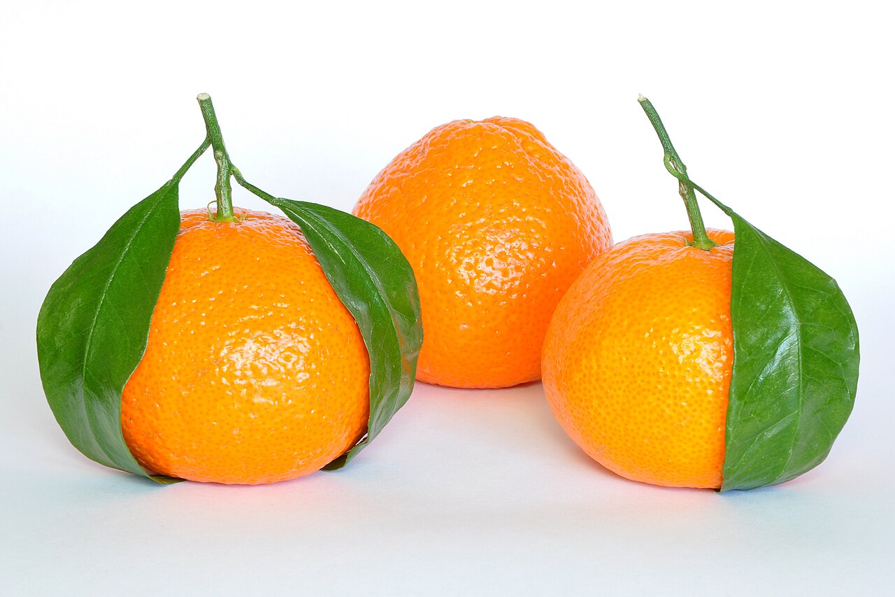 Citrus reticulata