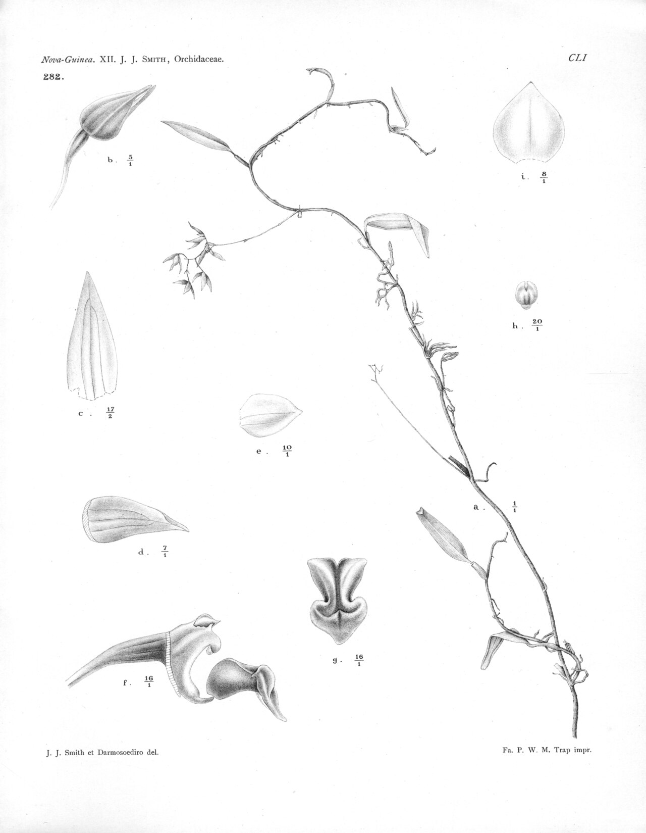 Bulbophyllum cylindrobulbum