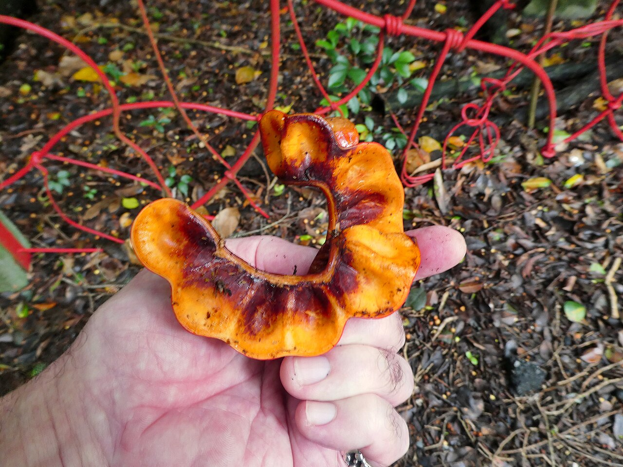 Archidendron lucyi