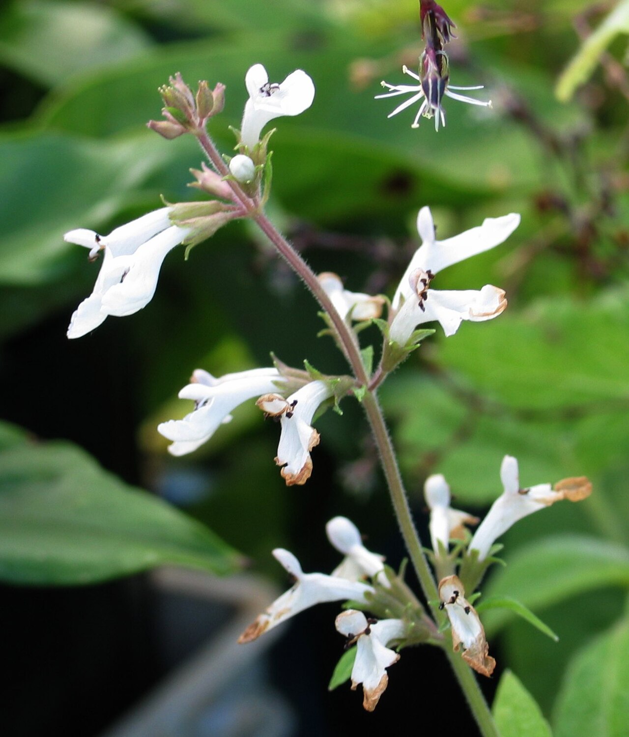 Phyllostegia parviflora