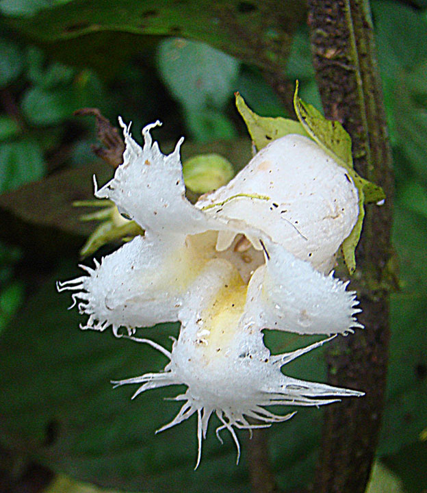 Drymonia lanceolata