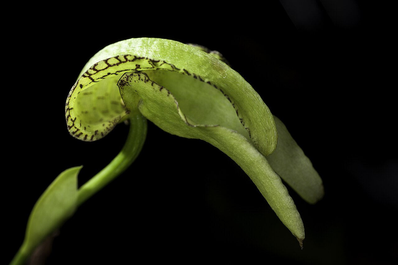 Bulbophyllum grandiflorum