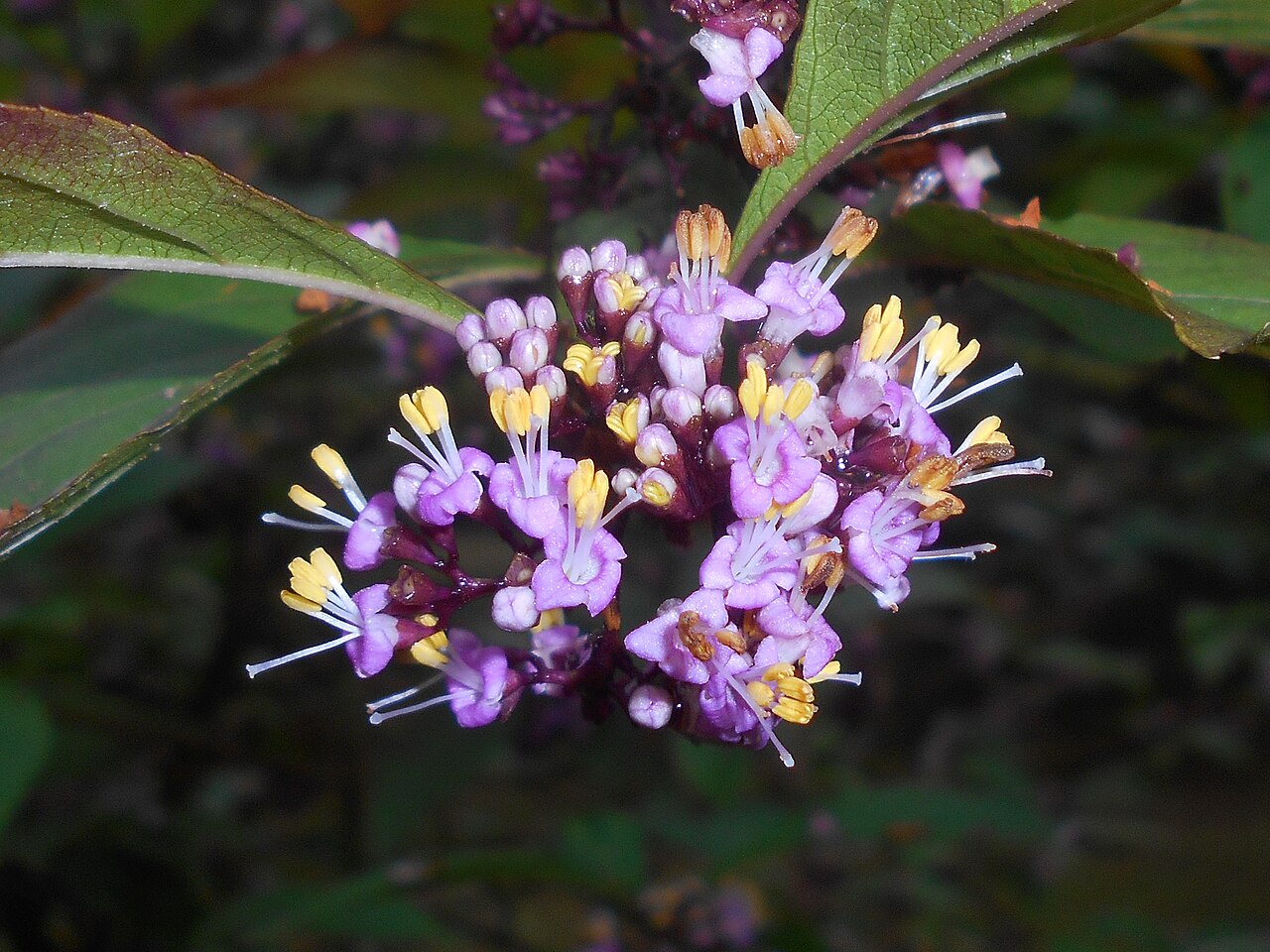 Callicarpa membranacea