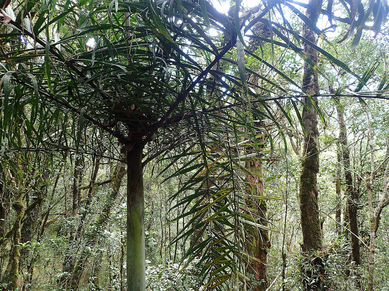 Dypsis rivularis