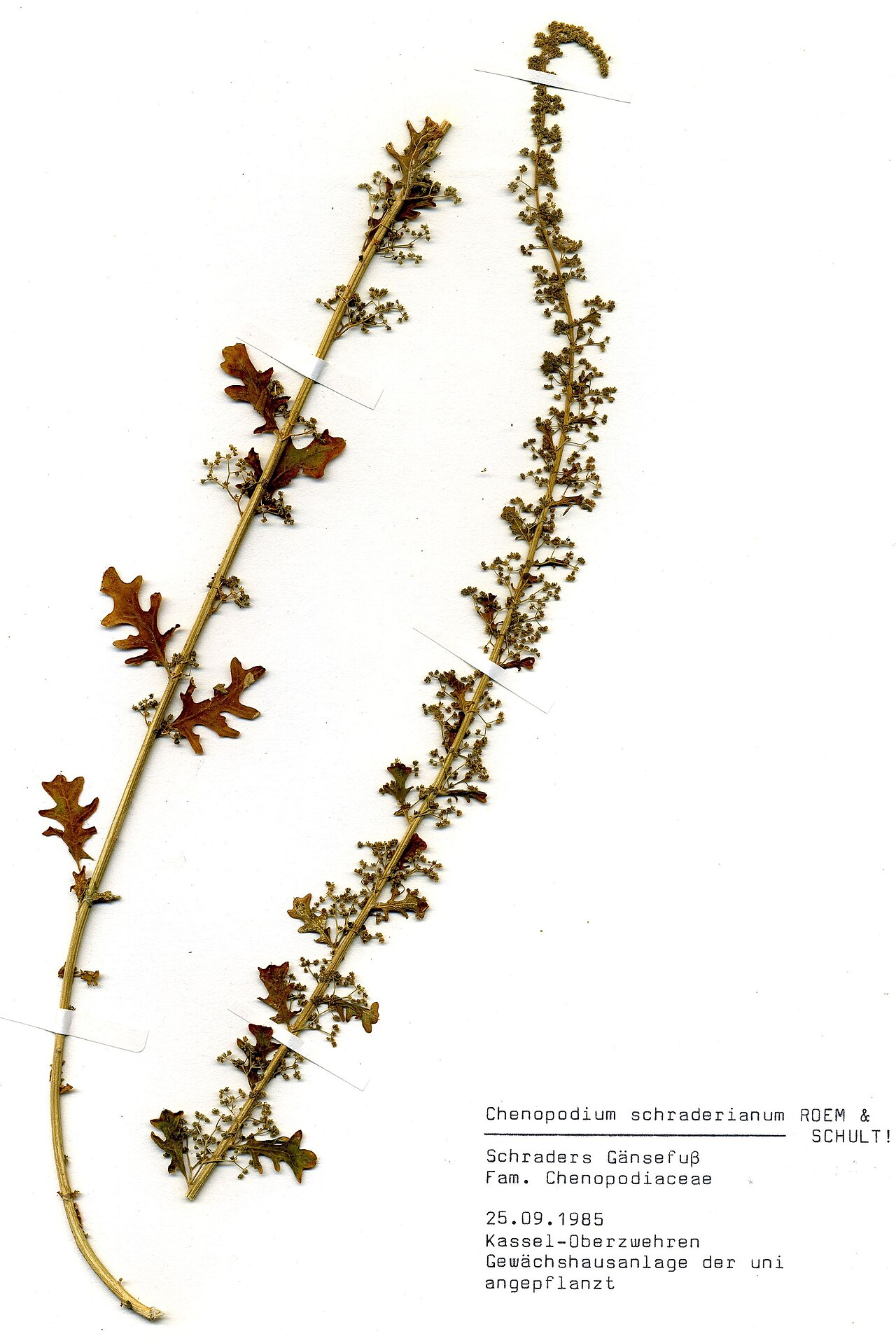 Dysphania schraderiana