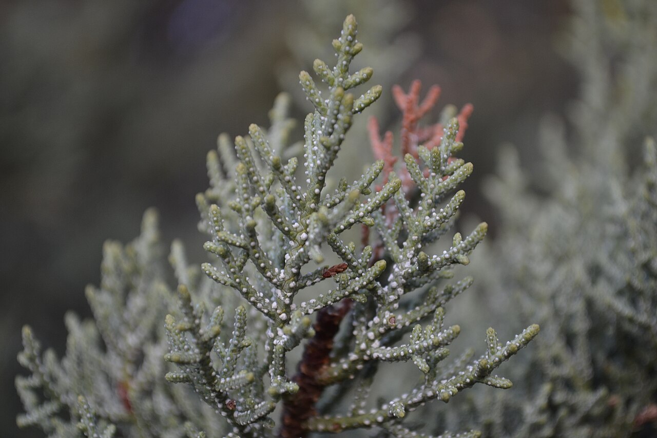 Cupressus nevadensis