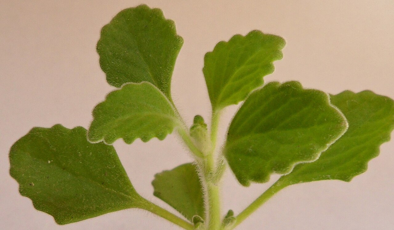 Plectranthus hadiensis