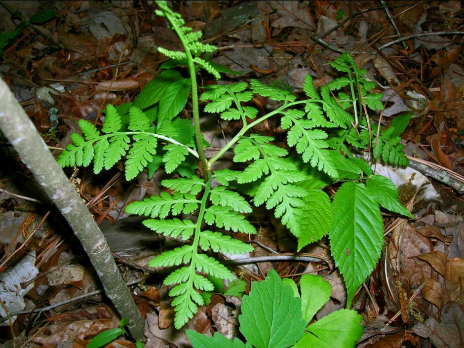 Botrypus virginianus