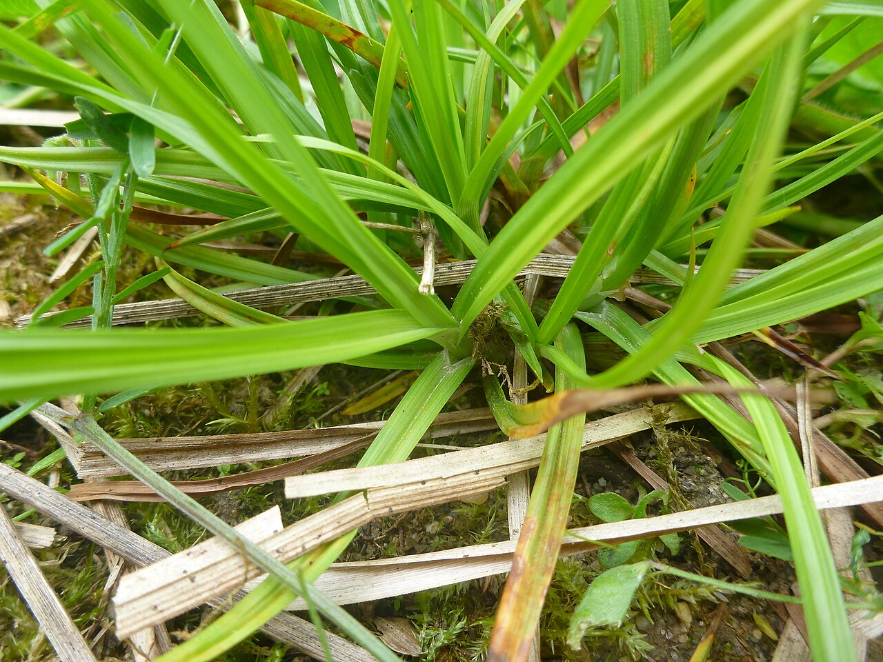 Carex punctata