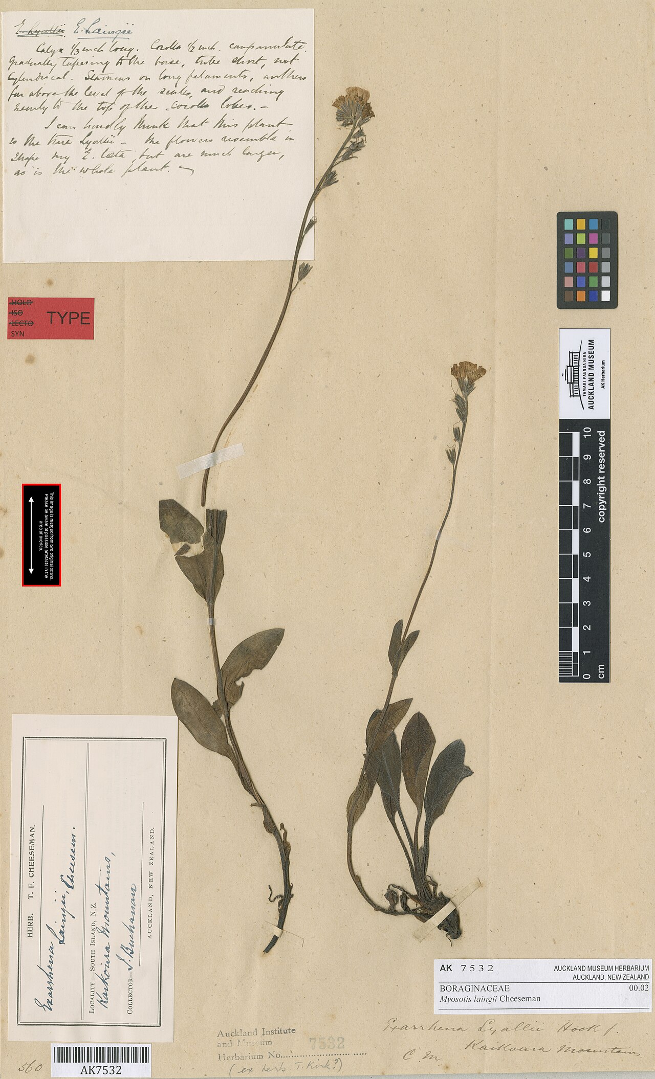 Myosotis laingii