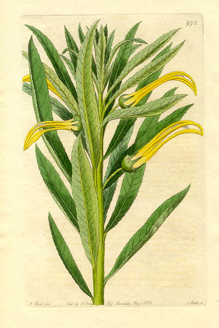 Lobelia arguta