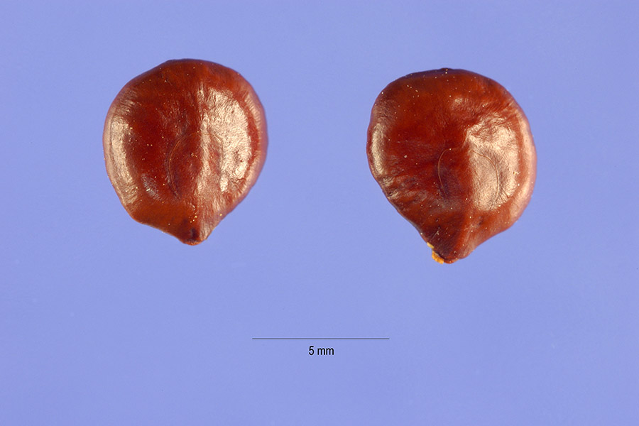 Prosopis sericantha
