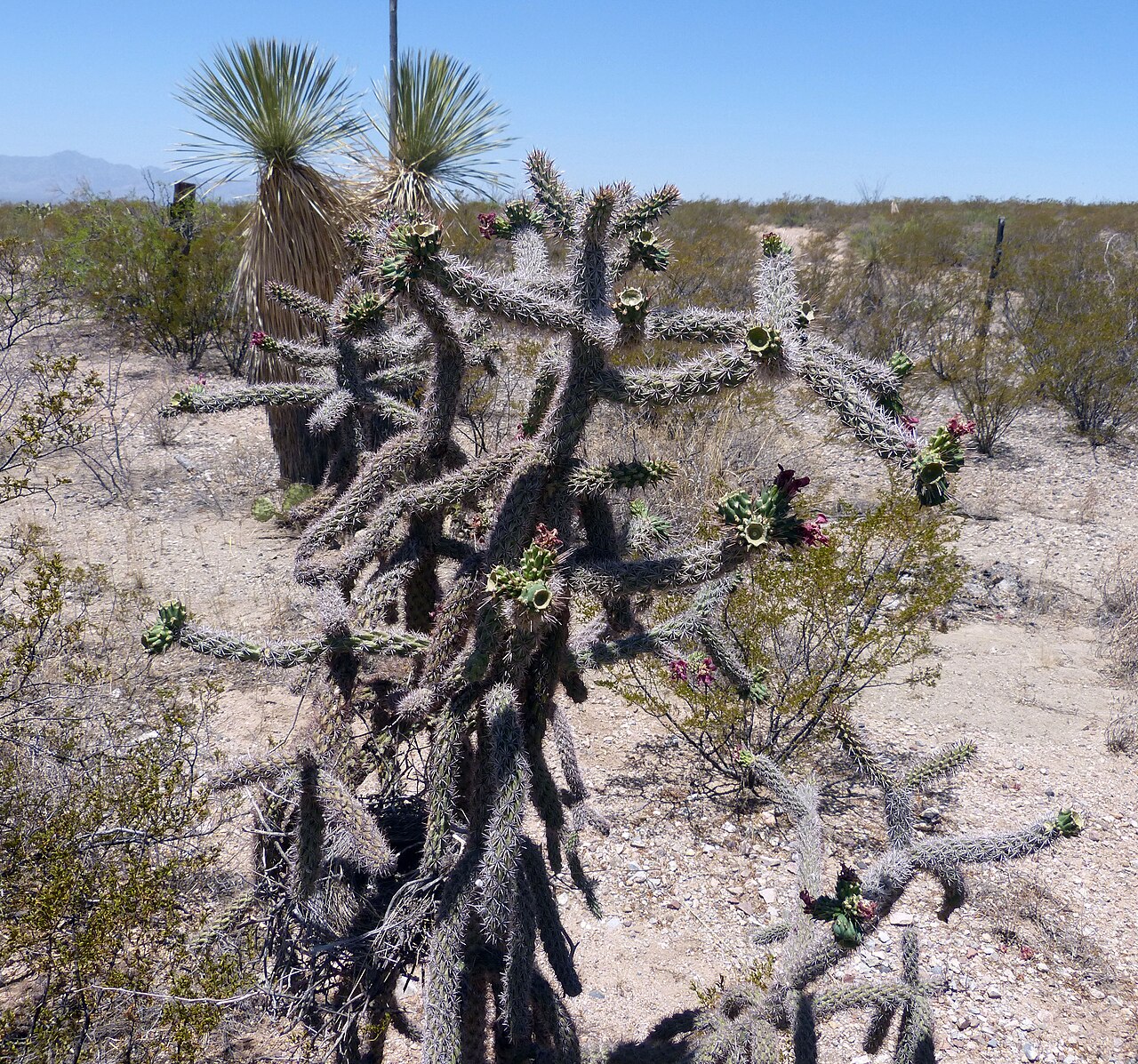 Cylindropuntia thurberi