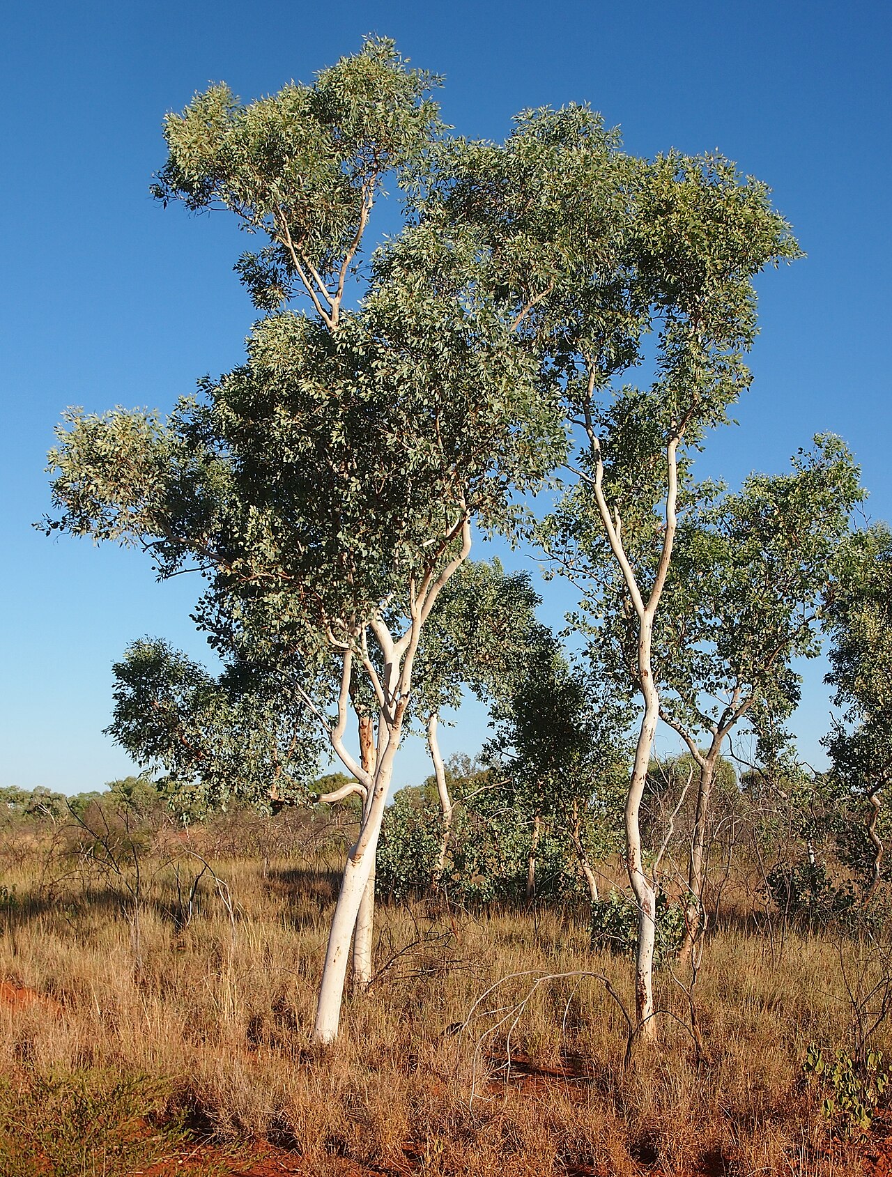White gum