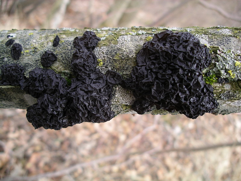 Exidia nigricans
