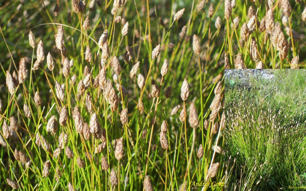 Eleocharis dunensis