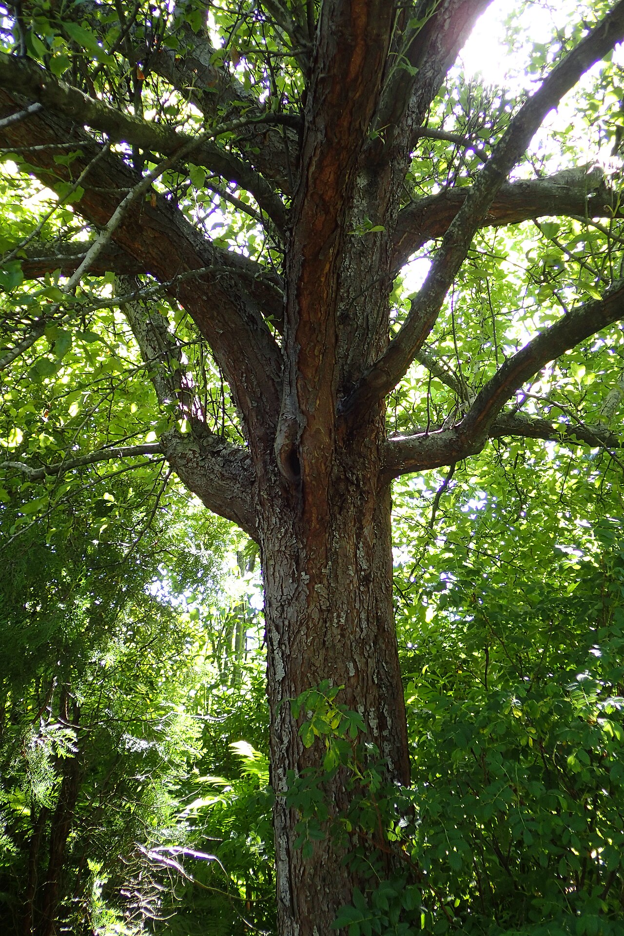 Malus prattii