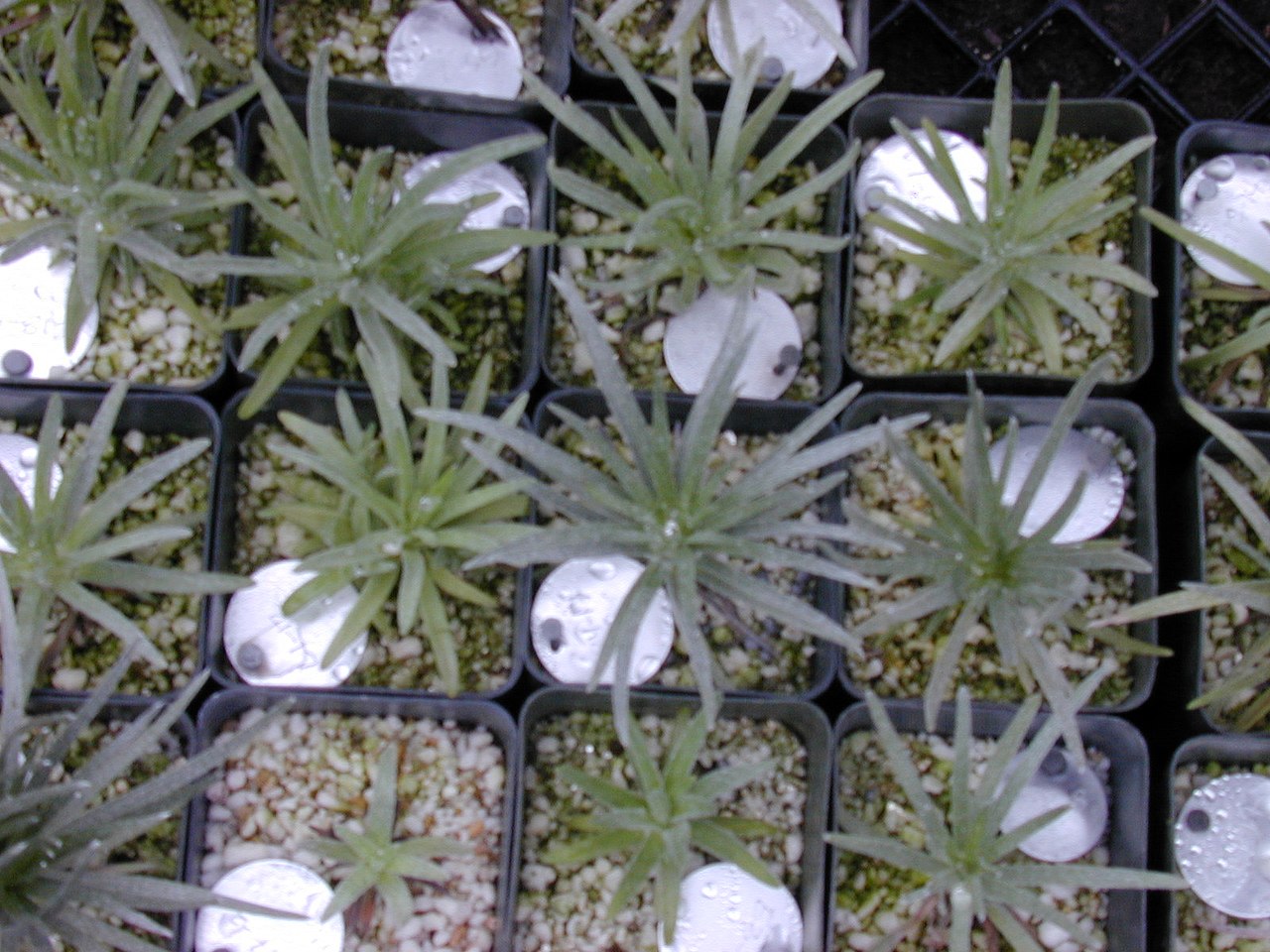 Argyroxiphium kauense