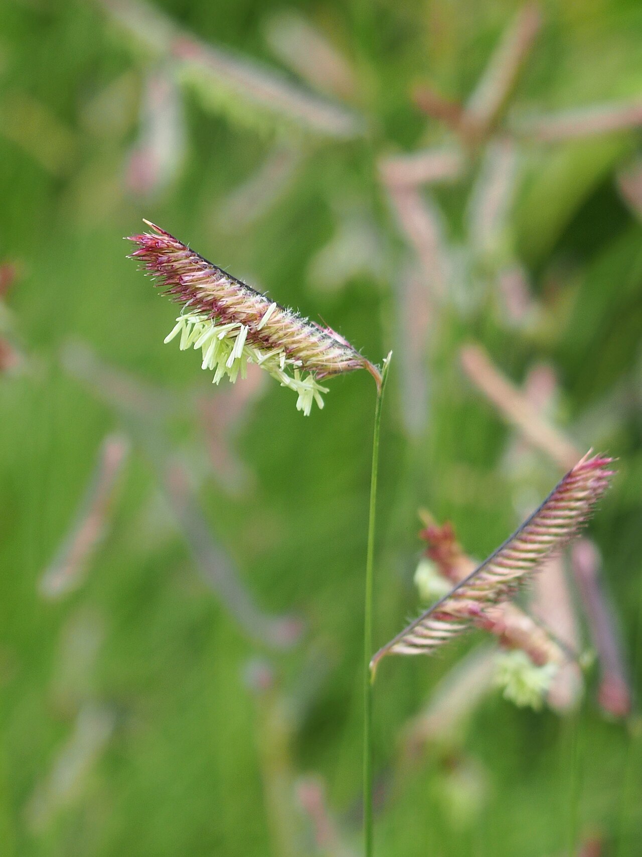 Bouteloua gracilis