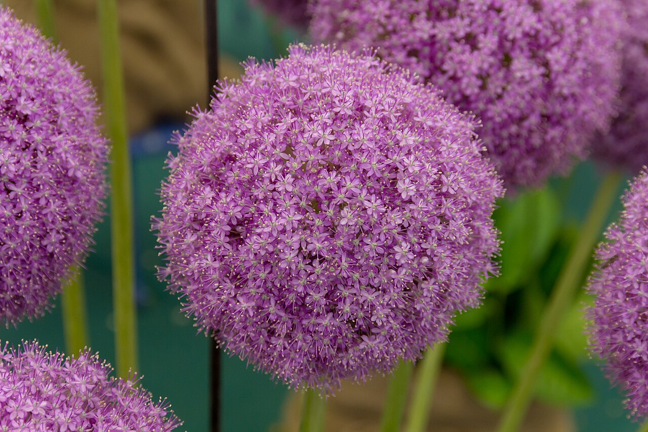 Allium giganteum