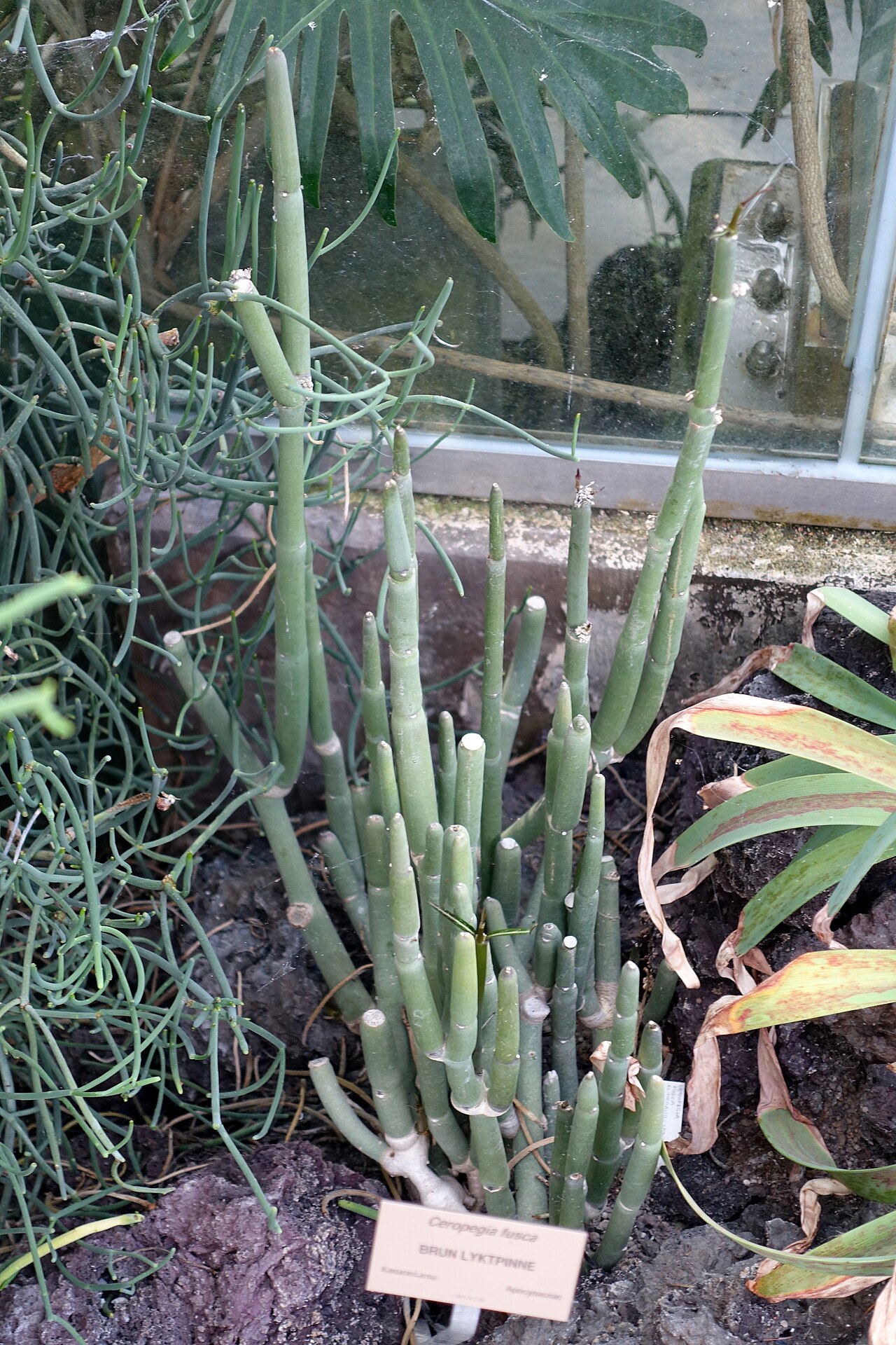 Ceropegia fusca