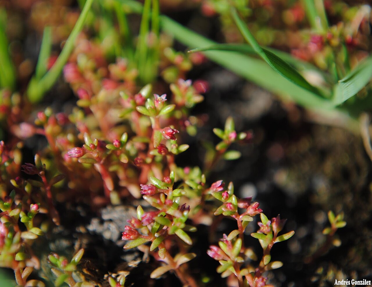 Crassula drummondii