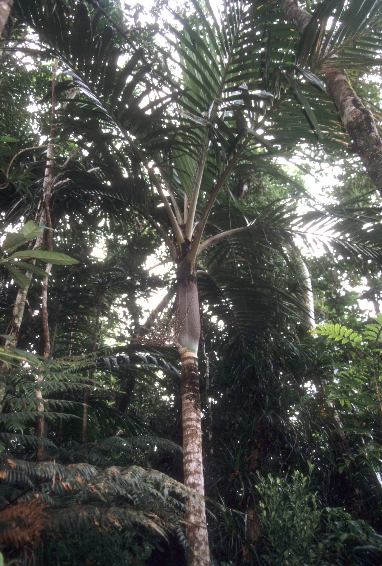 Chambeyronia lepidota