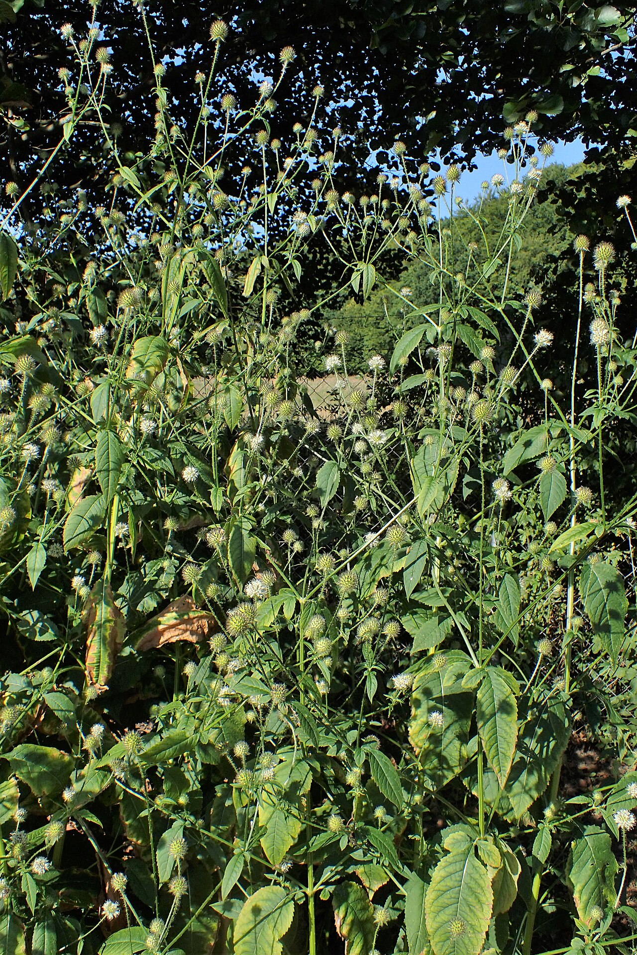 Dipsacus pilosus