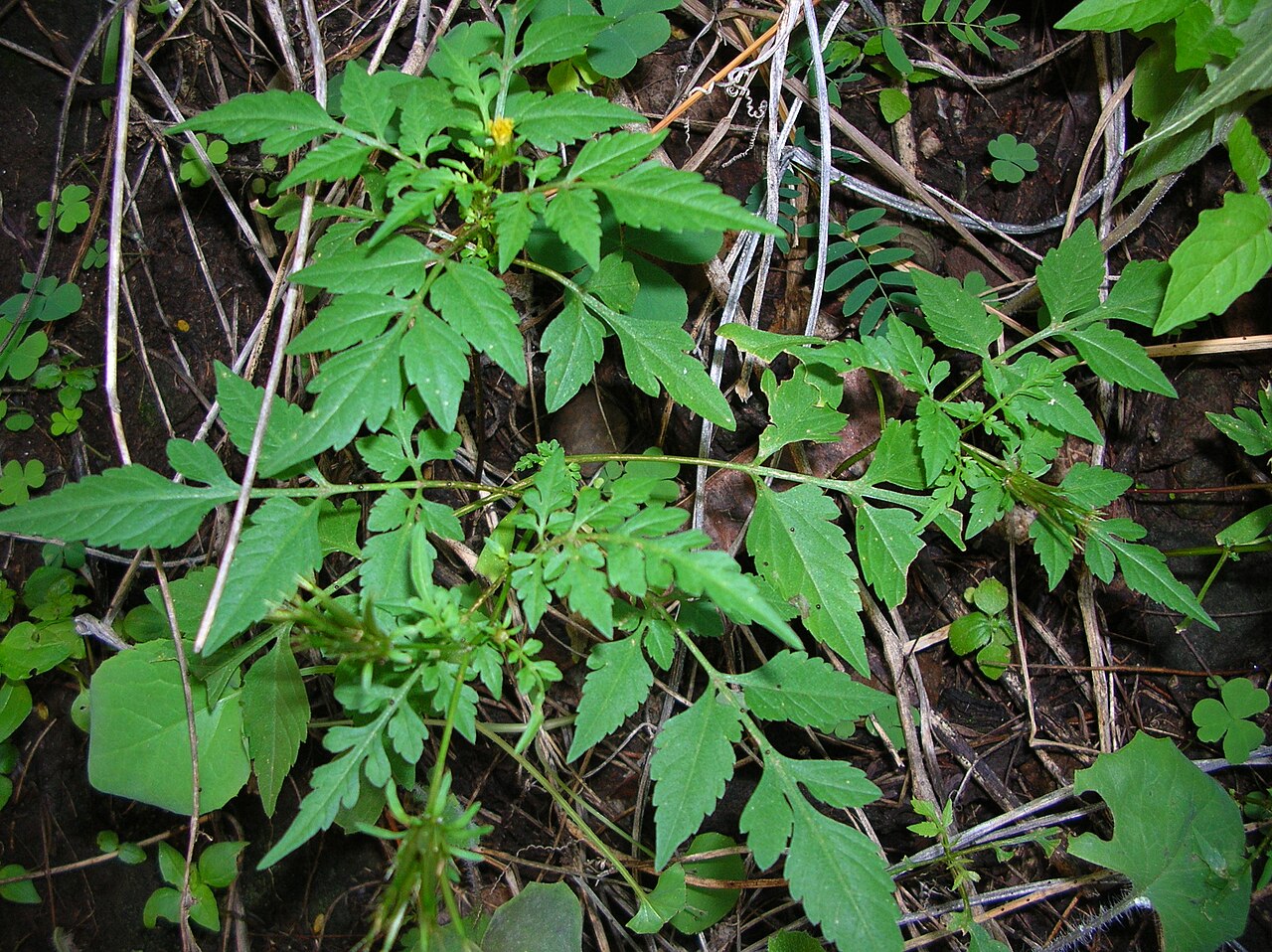 Bidens cynapiifolia