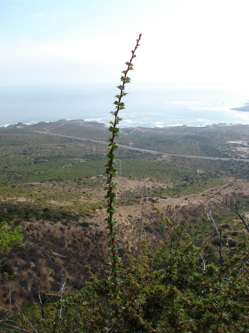 Berberis actinacantha