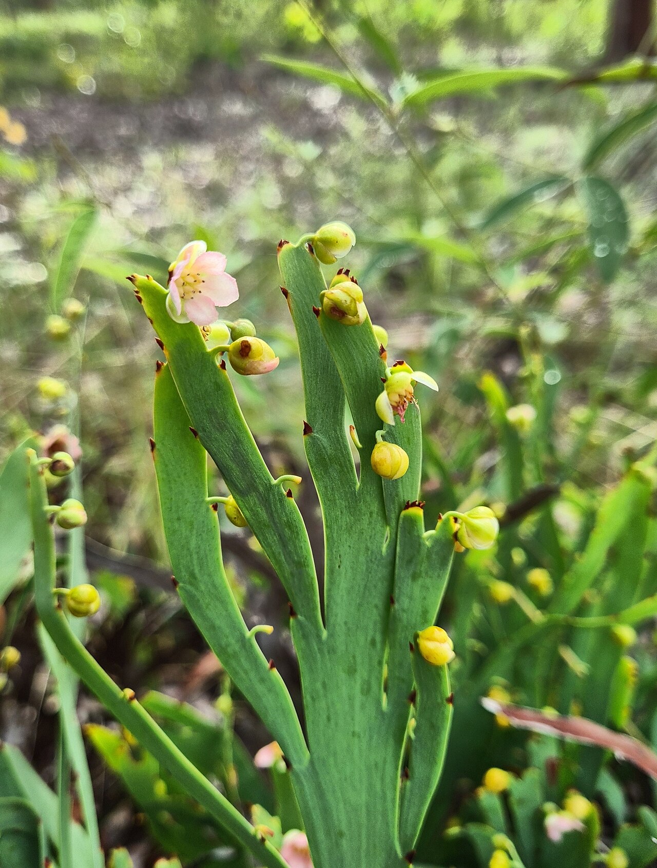 Hibbertia dilatata