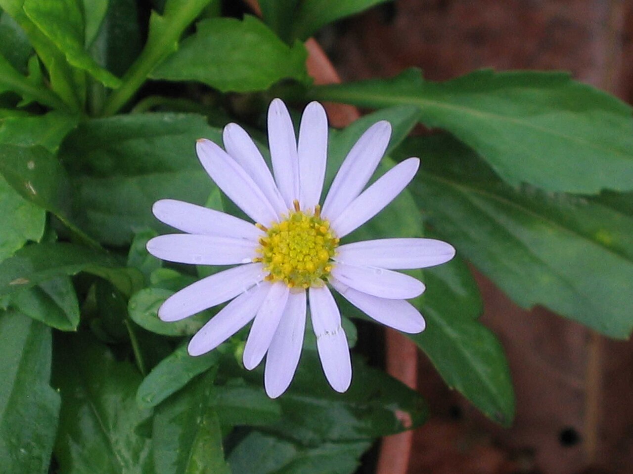 Aster tataricus