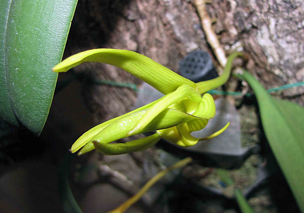 Bulbophyllum cheiri