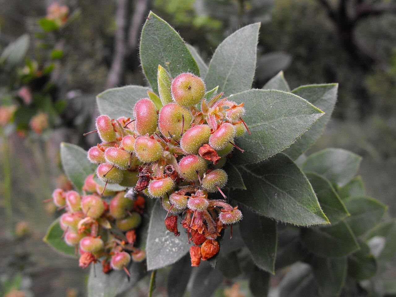 Arctostaphylos montaraensis