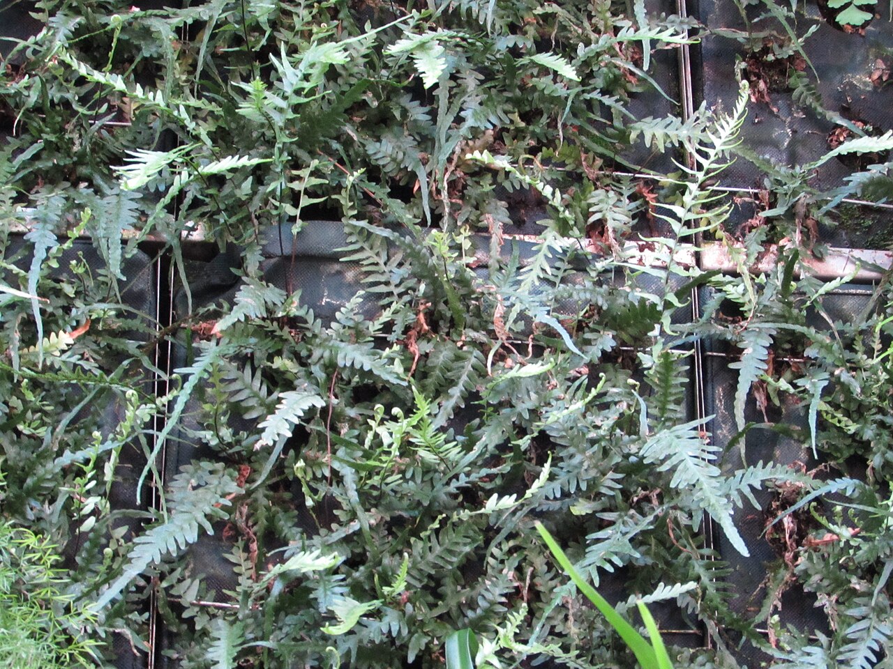 Asplenium tutwilerae