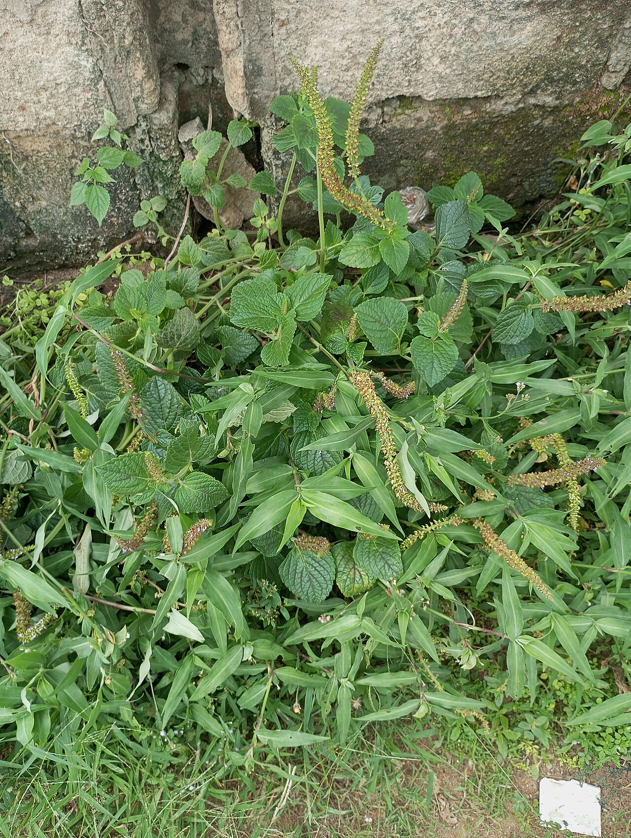 Achyranthes aspera