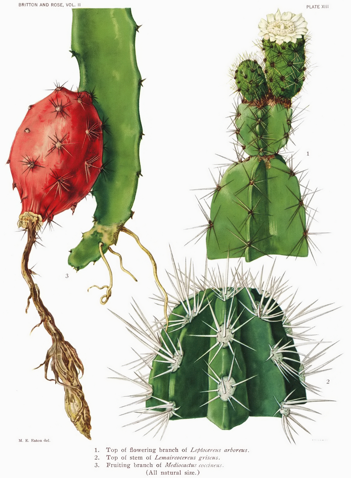 Selenicereus setaceus