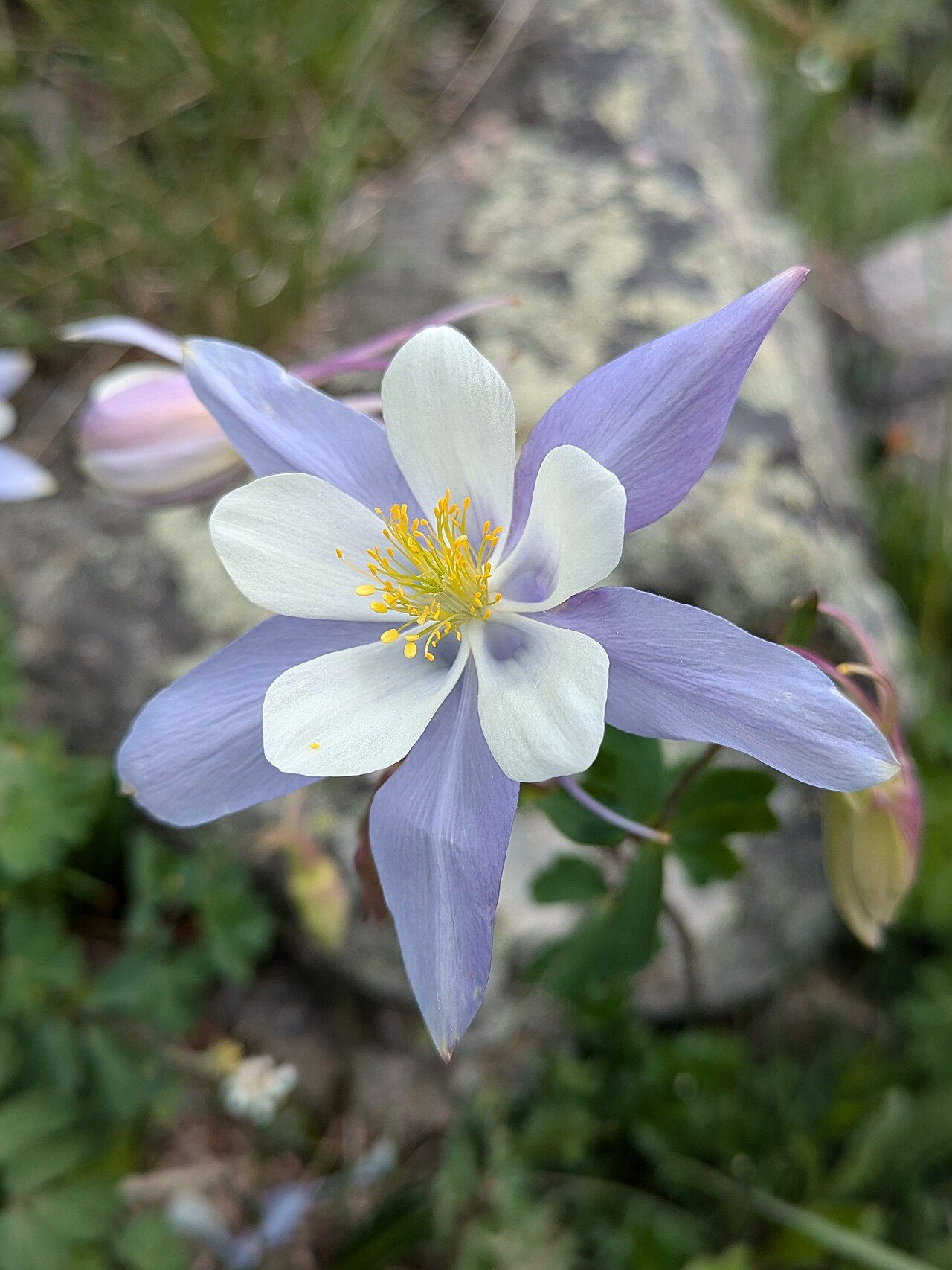 Aquilegia coerulea