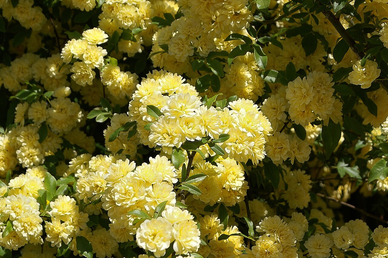 Rosa banksiae