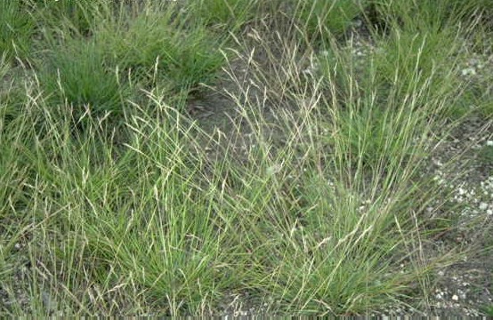 Danthonia spicata