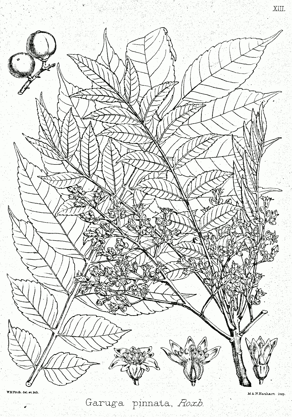 Garuga pinnata
