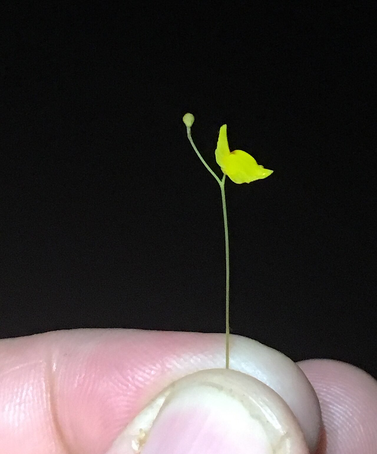 Utricularia chiribiquetensis