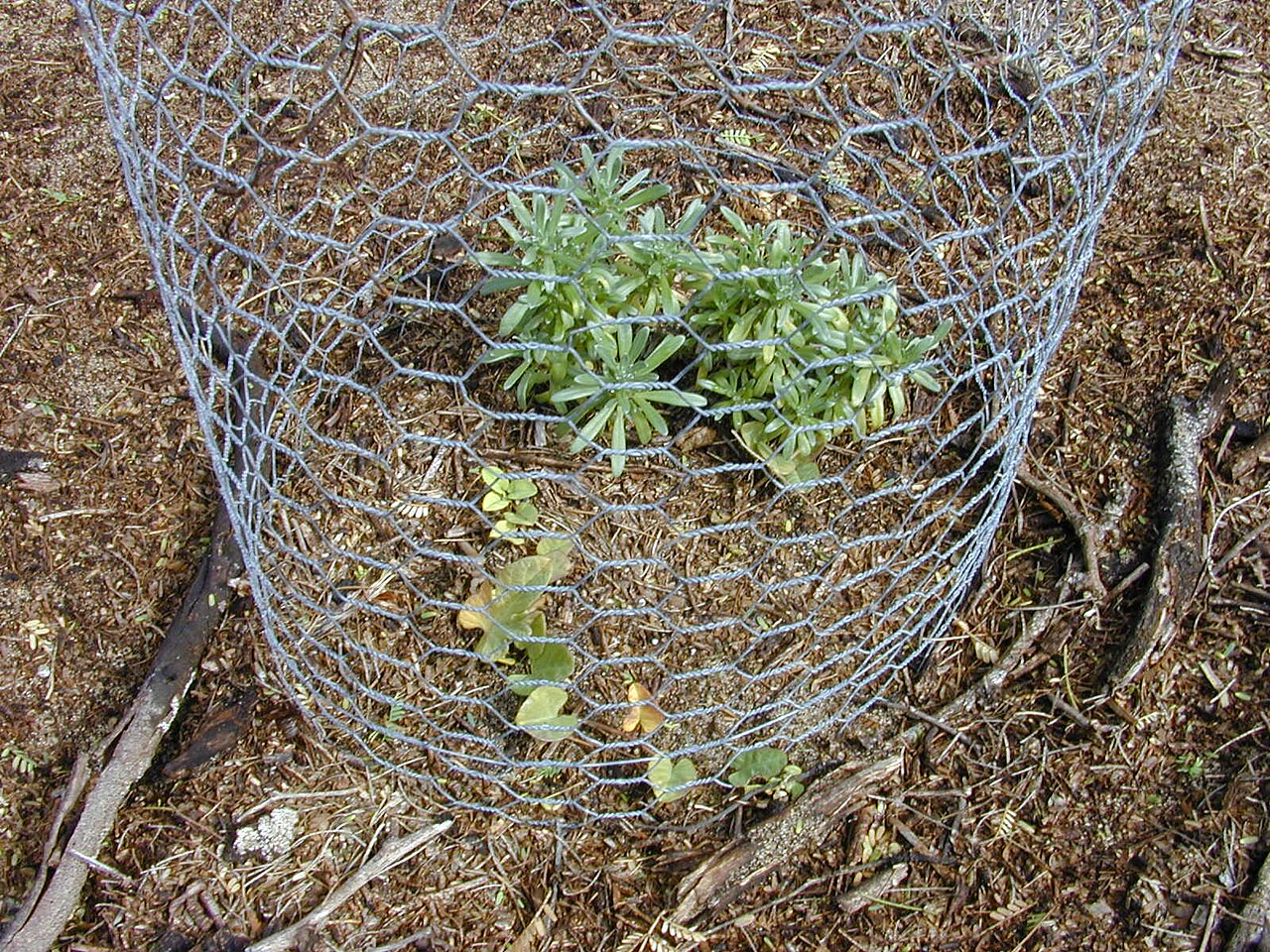 Heliotropium argenteum