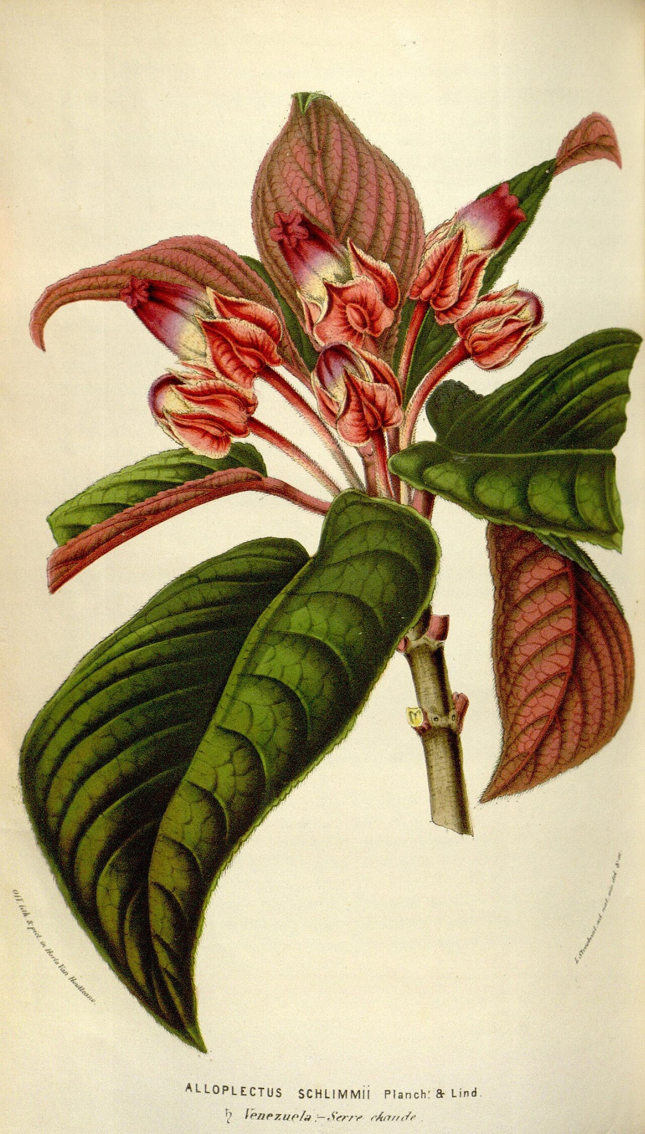 Corytoplectus schlimii